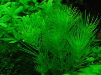 Снимка на Hydrotriche hottoniiflora (Zuccarini, 1832)
